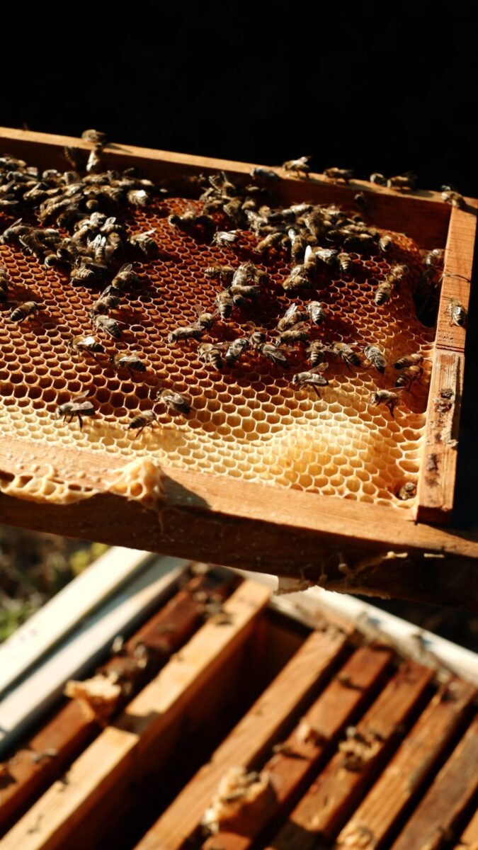 Detailed view of a beehive frame filled with active bees and honeycomb structure.